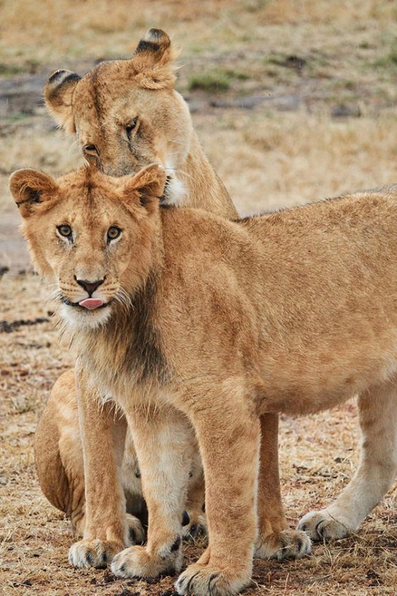 Motherly affection in the Mara, Maasai Mara, Kenya. Lioness grooming a cub. Image: Molly Hirst