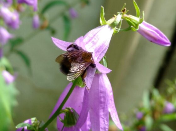 A bumblebee pollinates a creeping bellflower in Ann Arbor. Image credit: Paul Glaum
