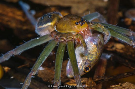 A fishing spider (genus Thaumasia) preying on a tadpole in a pond. Photo by Emanuele Biggi, in Amphibian & Reptile Conservation