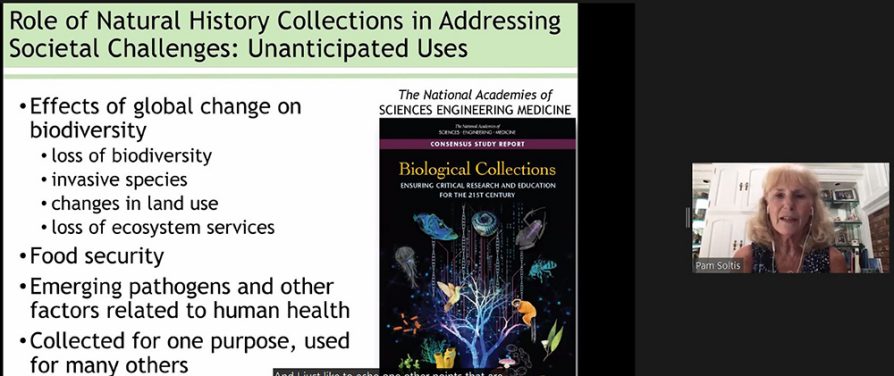 One of the keynote speakers, Pamela Soltis, Distinguished Professor and Curator, Florida Museum of Natural History, University of Florida, presenting her talk, Integrative research using natural history collections: examples from herbaria