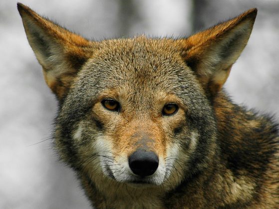 Red wolf (Canis rufus), closeup of the face