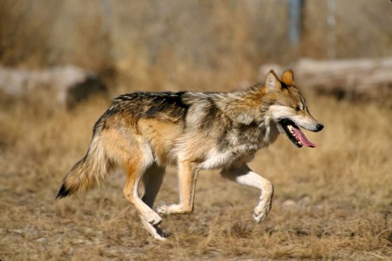 A Mexican gray wolf running 