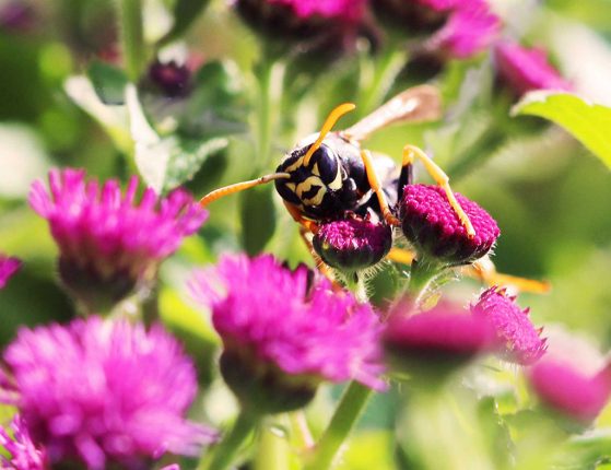 A Polistes dominula paper wasp on a bright pink flower