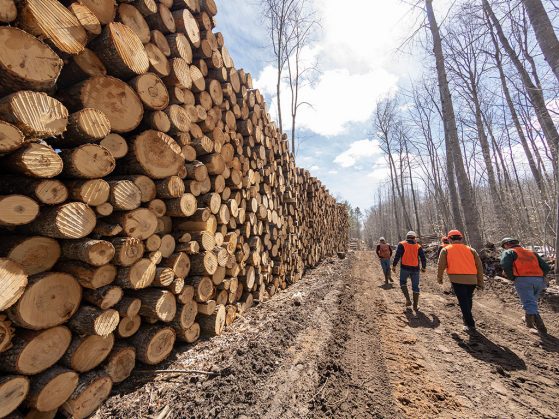 U-M researchers and their colleagues walk past a stack of bigtooth aspen logs cut as part of the UMBS Adaptive Aspen Management Experiment at the U-M Biological Station, near the northern tip of Michigan’s Lower Peninsula. Image credit: Roger Hart, University of Michigan Photography