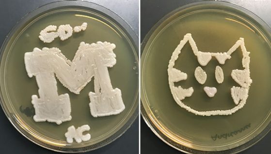 Students created designs using genetically modified yeasts. One says Go with a block M, the other looks like the face of a cat.