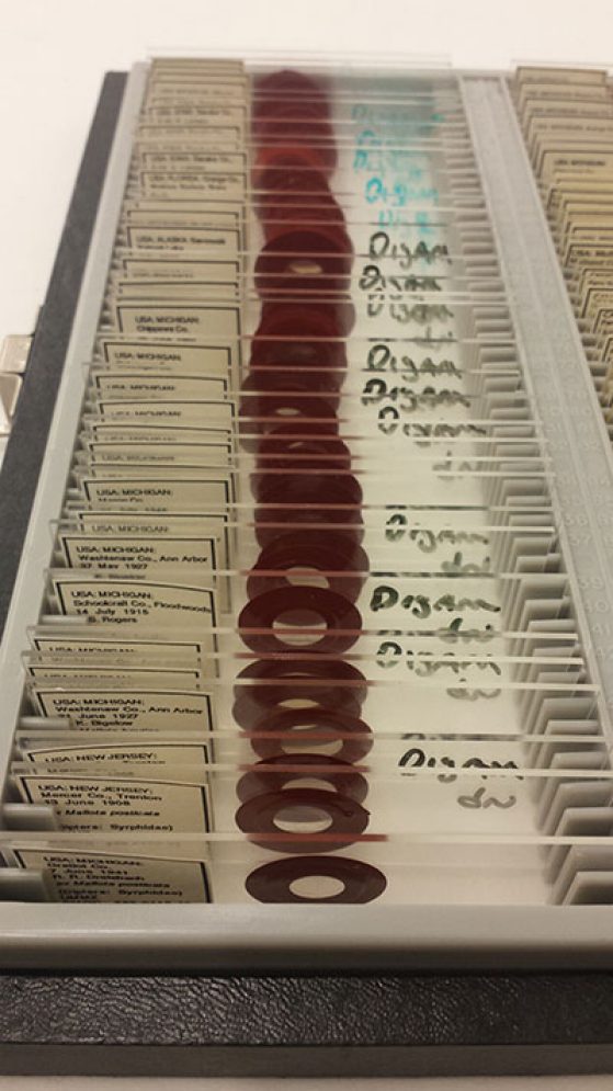 Rows of many slides containing mites are stored in each slide box. The UMMZ insect collection has thousands of filled slide boxes.