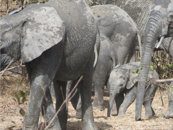 Elephants photographed during a University of Michigan-led camera survey of West African mammal communities.