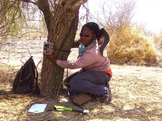University of Michigan wildlife ecologist Nyeema Harris and her crew attach a digital camera to a tree for a study of human pressures on wildlife within the largest protected area in West Africa. 