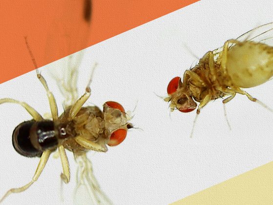 Fruit flies facing each other