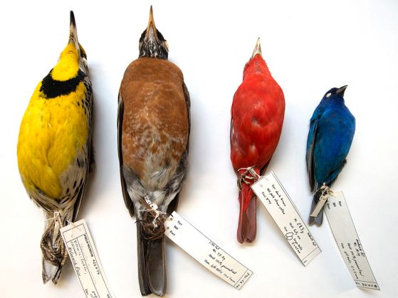 Some of the birds collected at Chicago's McCormick Place that are in the Field Museum collections, including an eastern meadowlark (far left) and an indigo bunting (far right). (c) Field Museum, Karen Bean.