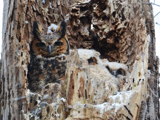 An owl with two owlets peering out from their nest in the partly hollowed out tree trunk. Their coloring blends in with the tree. 