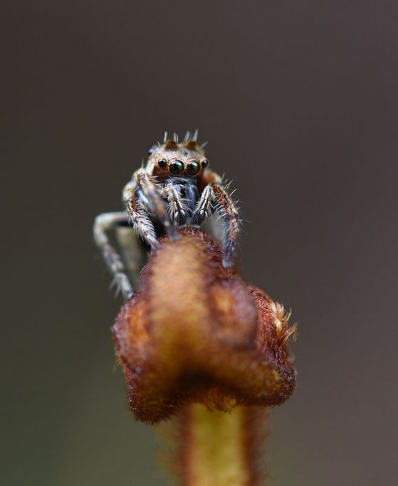 A jumping spider on the top of a fiddlhead with multiple eyes visible and hairs on it's body and legs.