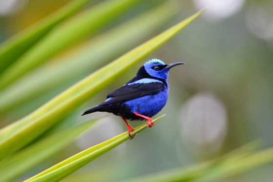 A bright blue and black red-legged honeycreeper bird perched on the tip of a leaf.