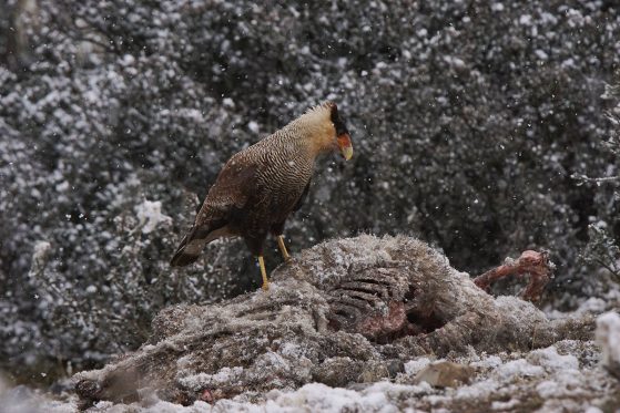 A southern crested caracara perched on top of a sheep carcass, with light snow on the trees and ground and falling snow around it.