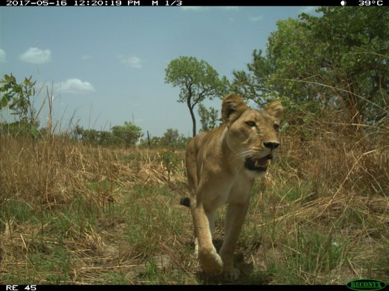 Lioness caught by camera capture in the W-Arly-Pendjari (WAP) Complex of Burkina Faso and Niger, Africa.