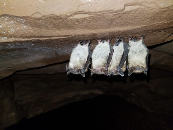 Hibernating little brown bats inside an abandoned copper mine in Michigan's Upper Peninsula.
