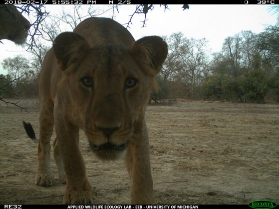 A young male West African lion photographed in a WAP Complex hunting concession during the University of Michigan wildlife camera survey. The study — West Africa’s largest wildlife camera survey — found that lions showed no clear preference between WAP Complex national parks and hunting concessions. Image credit: University of Michigan Applied Wildlife Ecology Lab