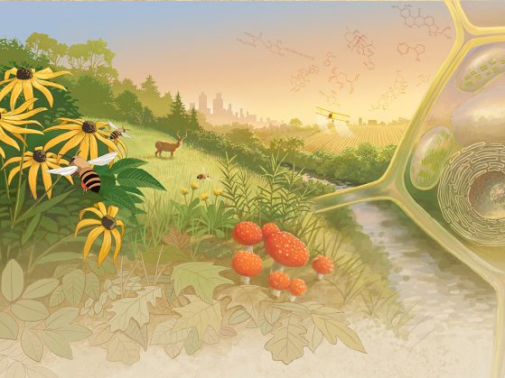 Illustration showing plant-environment interactions: flowers, bees, leaves, mushrooms, cell walls, farmland, river, city in distance, chemical symbols in sky