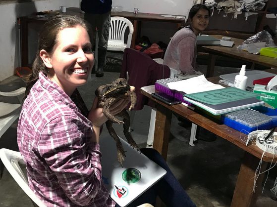 Joanna Larson holding a large toad before releasing it at the Los Amigos Research Station in southern Peru. Photo credit: Alison Davis Rabosky.