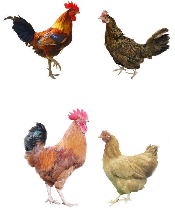 A male Tibetan chicken (left) and a female Tibetan chicken. Bottom row: A male lowland chicken (left) and a female lowland chicken. Image credit: Diyan Li