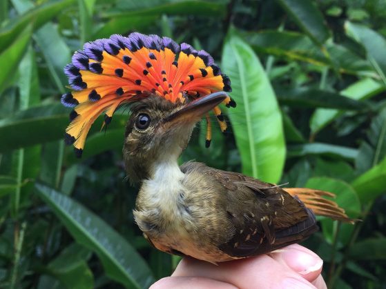 A showy royal flycatcher makes an appearance to help show off our awesome graduate students. Royal Flycatcher, Costa Rica. Image: Paul Foster.