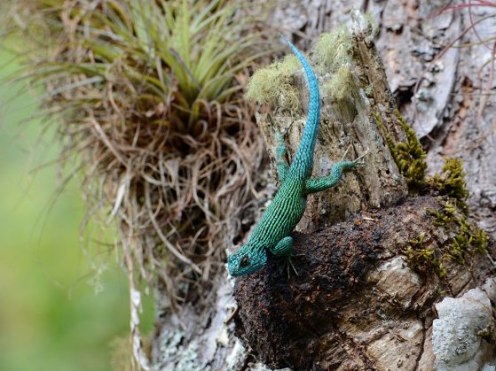 A luminous blue-green lizard stopped by to call attention to this impressive list of accolades. The Emerald of the Cloud Forest, Cusuco National Park, Honduras. Image: John David Curlis.