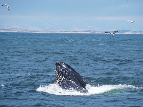 This humpback whale surfaced to share its huge congratulations. Megaptera Feast, Monterey, Calif. Image: Zhengting Zou