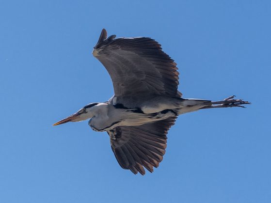 A great blue heron flyover to celebrate our graduate students! In-flight posture, Hook of Holland. Image: Marc Ammerlaan