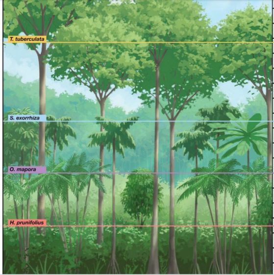 Height layers. Visual representation of the forest on Barro Colorado Island, highlighting the four height-based groups identified by our metric. 