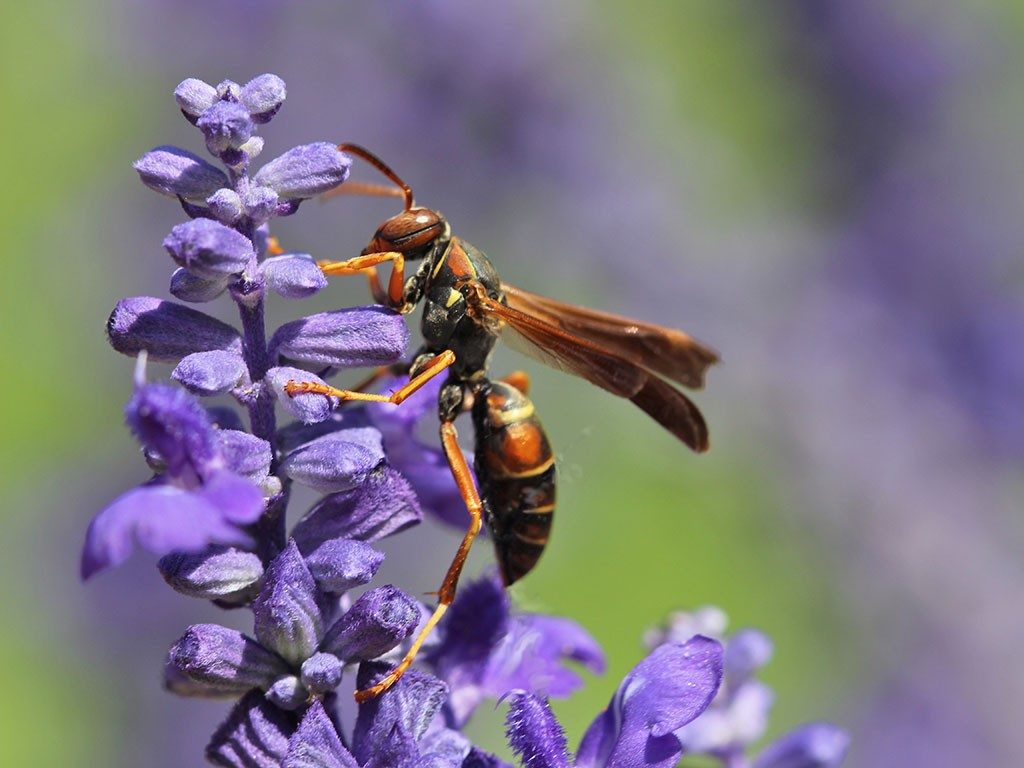 A Polistes fuscatus paper wasp on a flower.