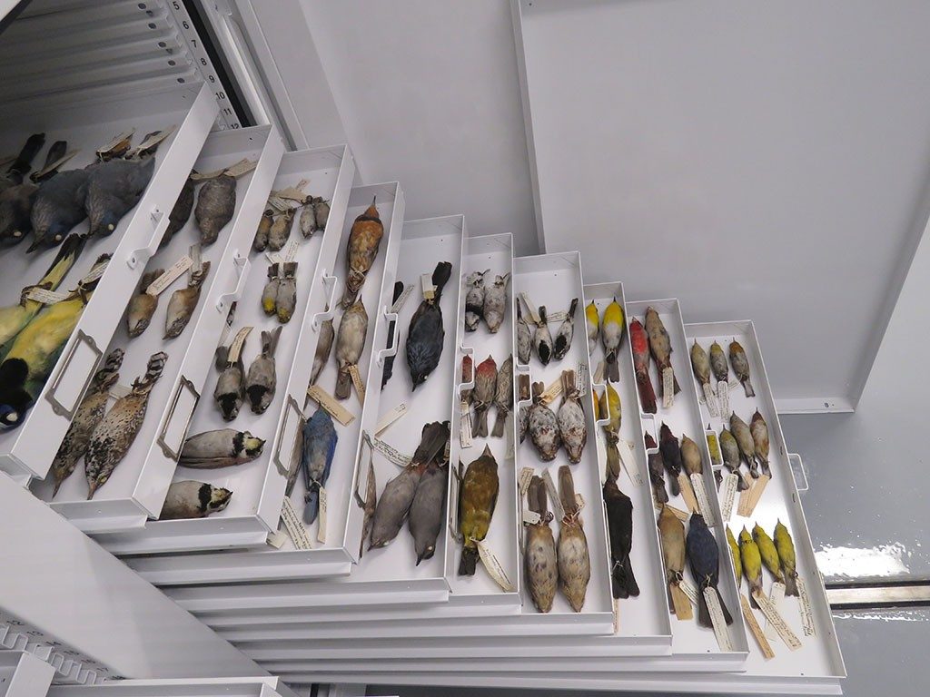 Open drawers showing a variety of bird specimens in the U-M Museum of Zoology bird collection at the Research Museums Center.