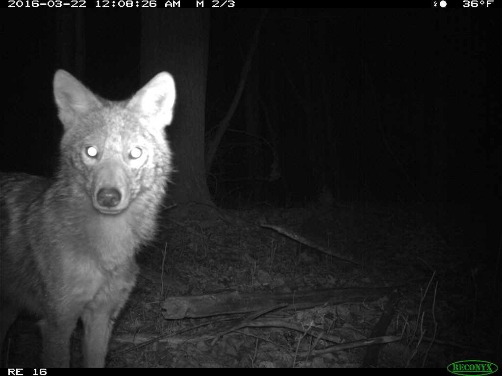 Nighttime photo of a coyote at the Shiawassee National Wildlife Refuge near Saginaw. Image credit: U-M Applied Wildlife Ecology Lab