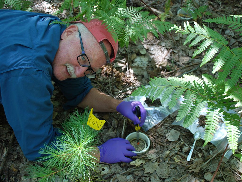 Knute Nadelhoffer working on soil carbon research at the U-M Biological Station in 2012. Image credit: James LeMoine