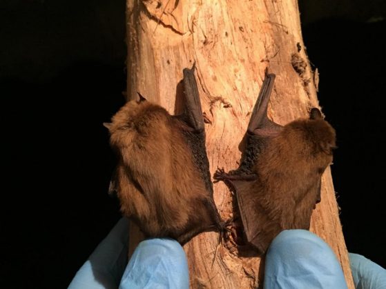 Nathusius' pipistrelle bat (Pipistrellus nathusii, left) and common pipistrelle bat (P. pipistrellus, right) captured in Azerbaijan. These two species of pipistrelle bats are difficult to identify in the field based on morphology alone. Photo by Nijat Hasanov.