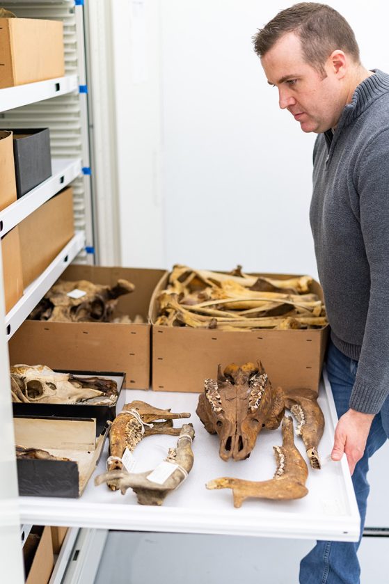 Cody Thompson, mammal collections manager and assistant research scientist at the University of Michigan Museum of Zoology, opens a drawer containing moose bones collected on Michigan's Isle Royale. Photo by Scott Soderberg, University of Michigan Photography.