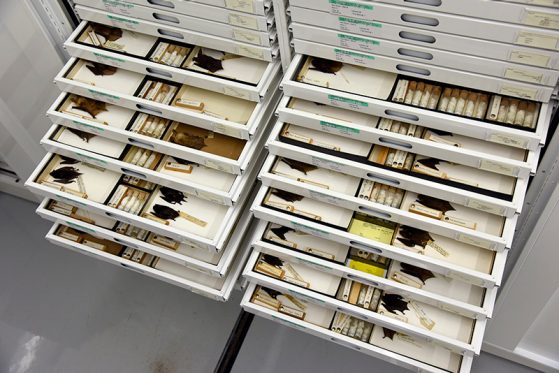 Drawer of bat specimens in the University of Michigan Museum of Zoology collection. Photo by Dale Austin, University of Michigan.