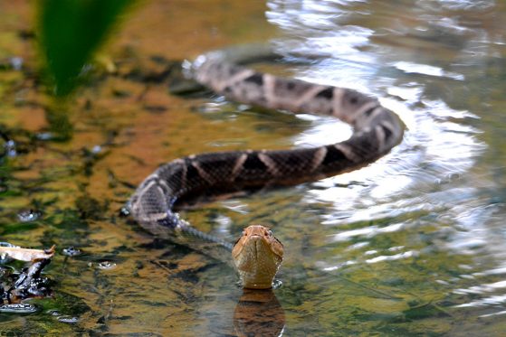 Honorable mention: “Fer-de-lance,” John David Curlis. A snake coming toward the camera in the water with head up