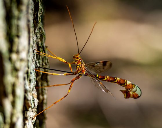 Honorable mention: “A female giant ichneumon wasp (Megarhyssa macrurus) drilling into a tree preparing to lay eggs,” William Weaver.