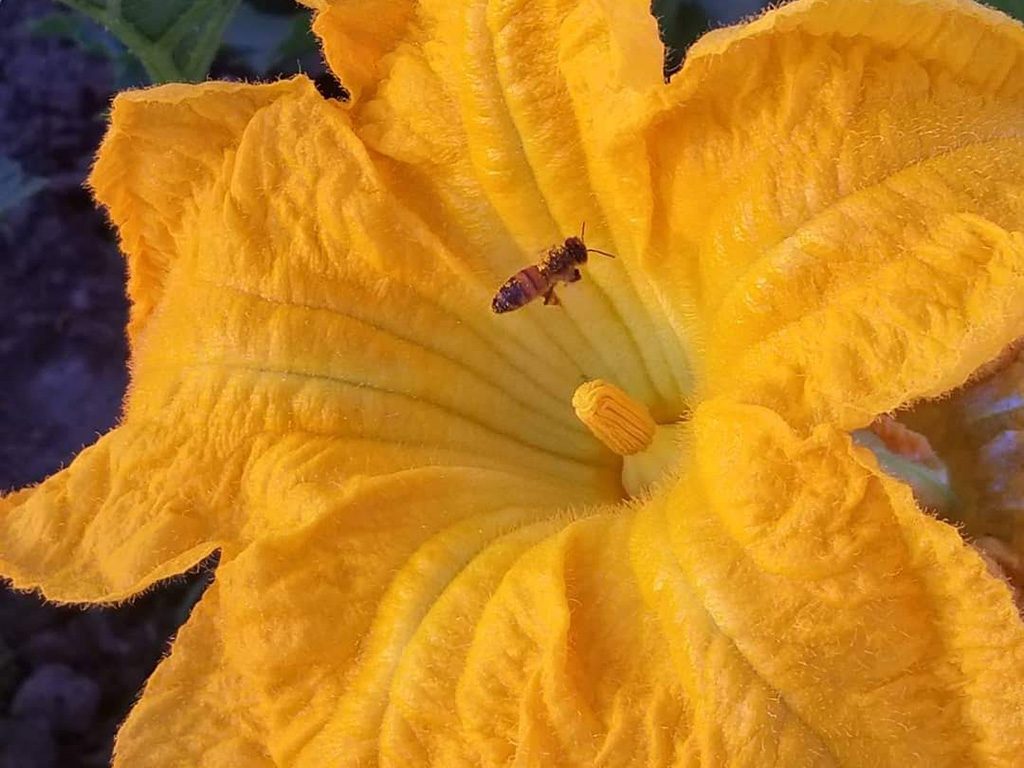 A European honeybee (Apis mellifera) flying to a squash flower. Both managed honeybee colonies and wild native bees pollinate Michigan winter squash flowers. Image credit: Michelle Fearon