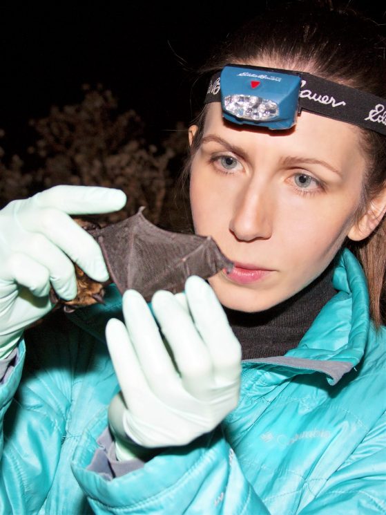 U-M doctoral student Giorgia Auteri inspects the wing of a healthy big brown bat, one of the species known to be affected by white-nose syndrome.