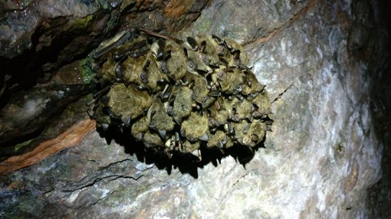 A group of hibernating little brown bats in an abandoned copper mine in Michigan’s Upper Peninsula. Image credit: Giorgia Auteri