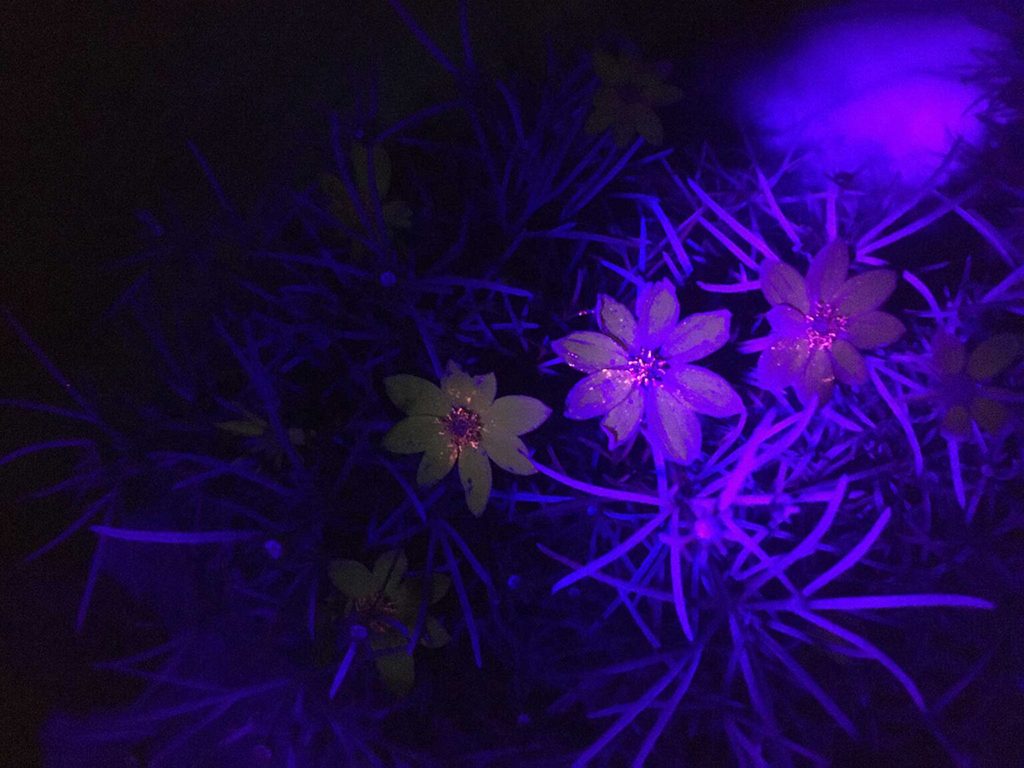 A threadleaf coreopsis plant (Coreopsis verticillata) photographed under a black light to show ultraviolet-fluorescent pigment. Image: Gordon Fitch