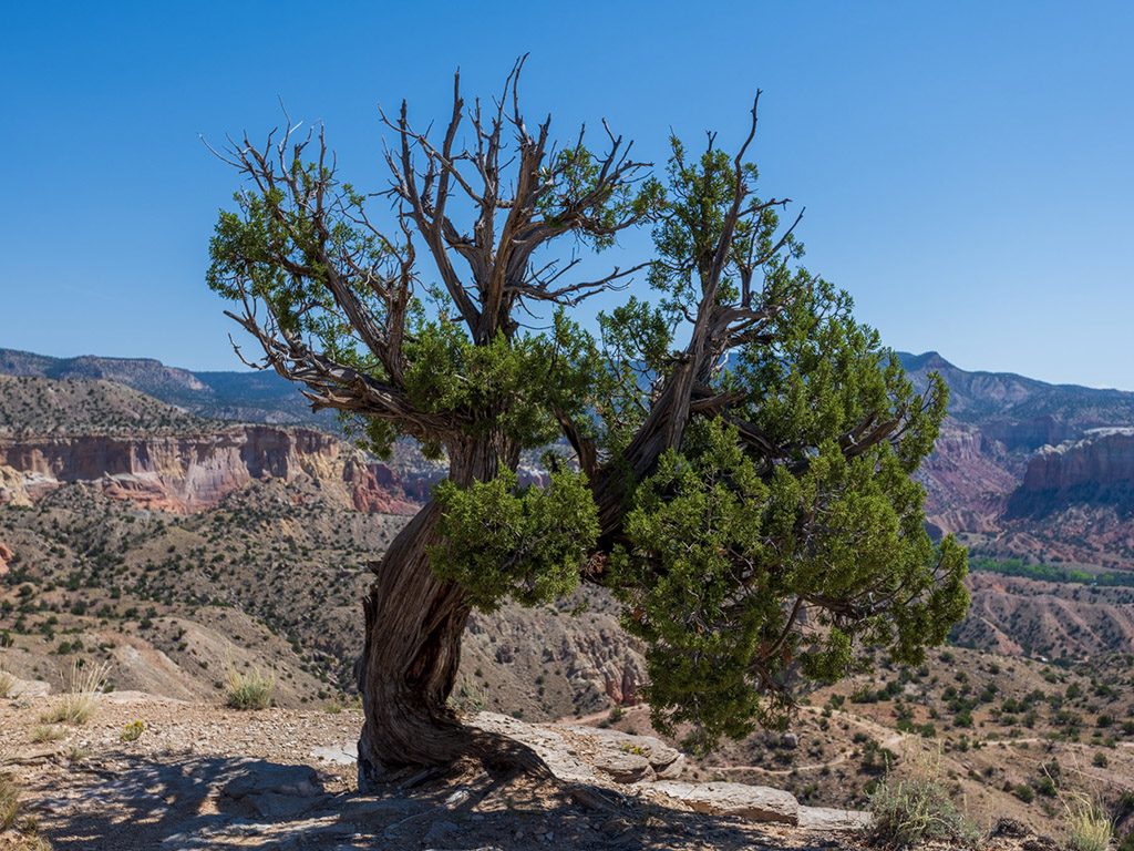 A Juniperus monosperma tree, New Mexico. Image: Stephen Smith