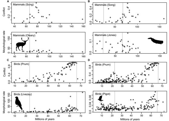 Co-occurring patterns in gene-tree conflict and morphological rates of evolution across the mammal (A and B) and bird (C and D) datasets. Conflict is measured as the proportion of gene trees that disagree with the species tree. Morphological rate is measured as the number of changes per million years for qualitative datasets and Brownian variance per million years for quantitative datasets. Vertical lines correspond to the onset of the Paleogene (66 Ma) and the Miocene (23.03 Ma). Image: Stephen Smith and Caroline Parins-Fukuchi