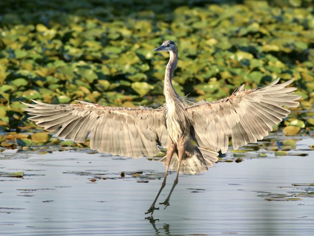 A great blue heron nailed its landing to honor of these exceptional graduate students. Image: Xukang Shen