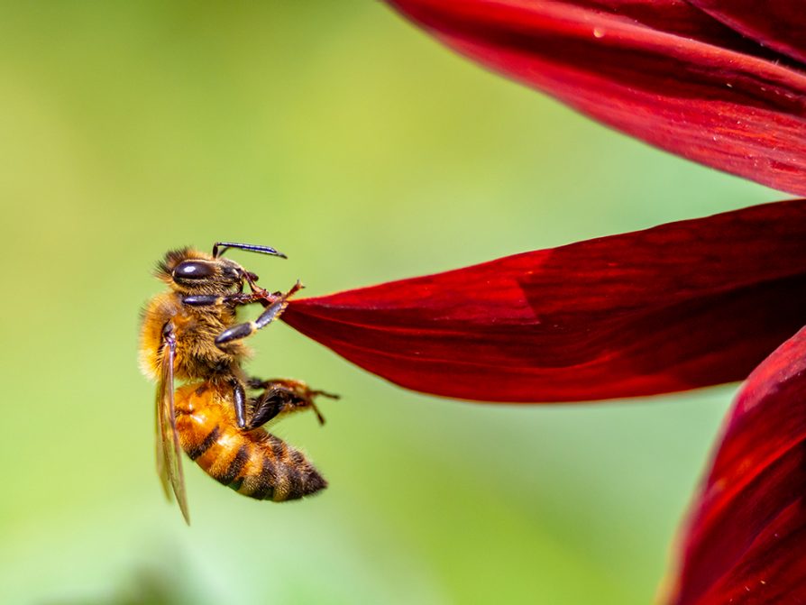 A honey bee near Dexter (hanging from a red petal) stops by to see what all the BUZZ is about. Image: William Weaver