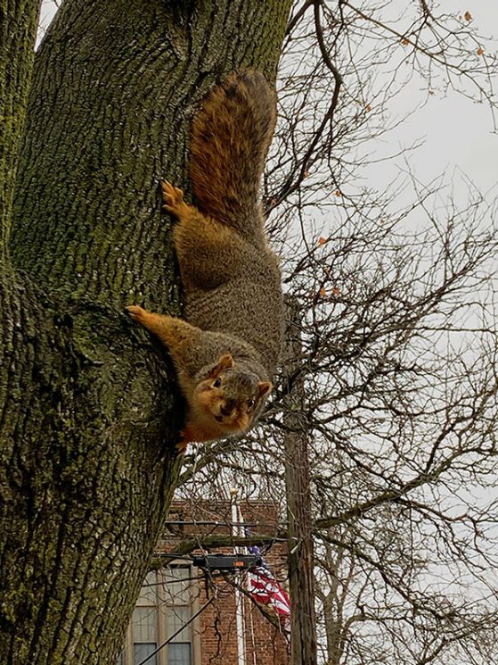 This Ann Arbor squirrel is duly impressed -- especially during a year with so many unique challenges! Image: Jacob Longmeyer