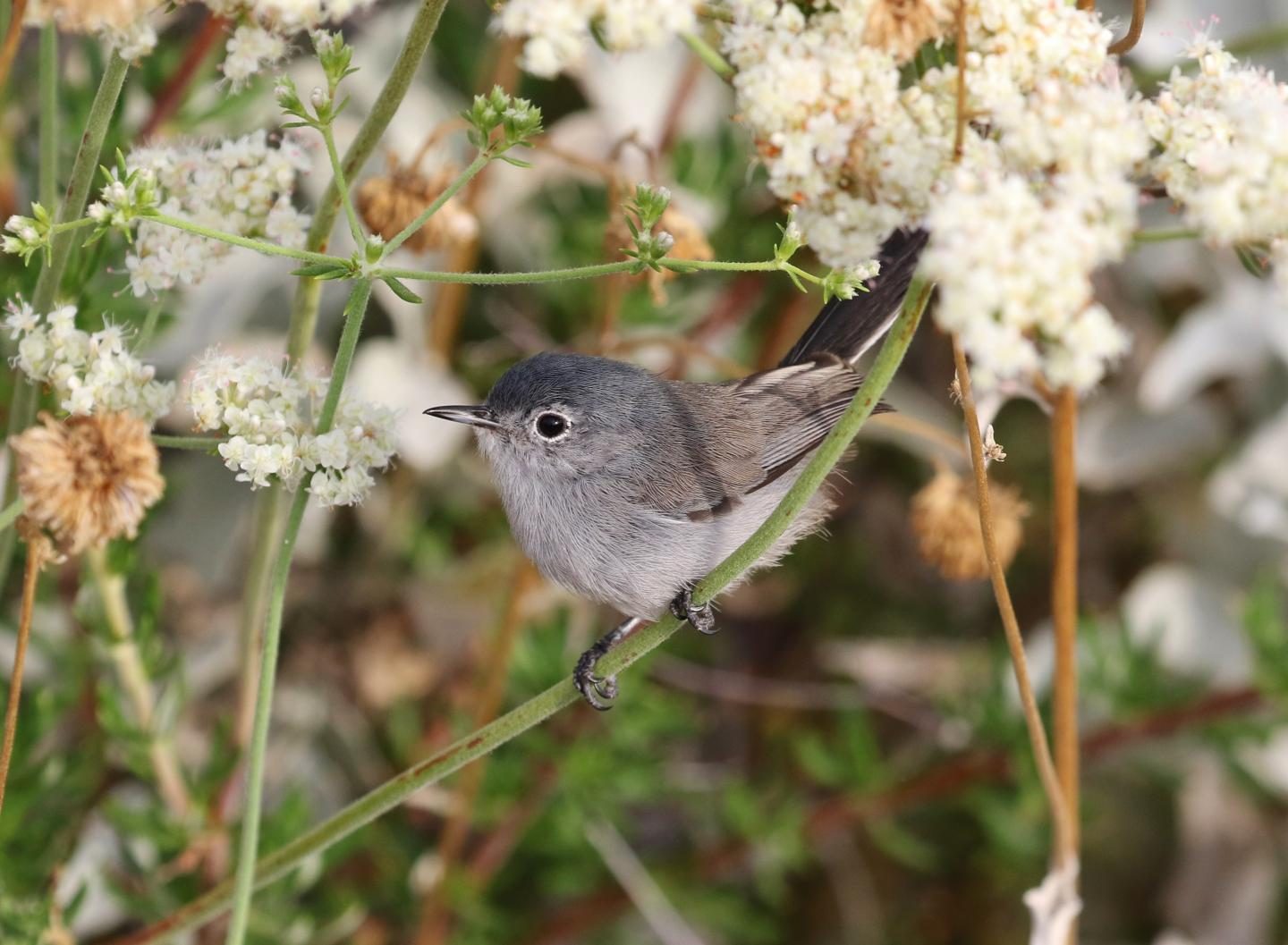 The California gnatcatcher was at the center of a decades long fight because it was designated as a threatened species. A new approach to genomic species delineation put forth by evolutionary biologists led by Jeet Sukumaran at SDSU could impact policy and lend clarity to legislation for designating a species as endangered. Image: Tom Benson, https://www.flickr.com/photos/40928097@N07/48246028557
