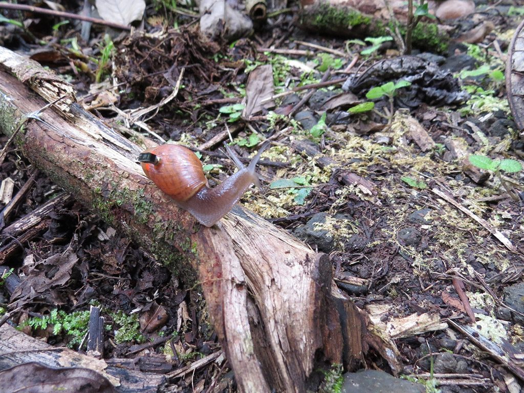 A rosy wolf snail marked and equipped with a Michigan Micro Mote computer system in the Fautaua-Iti Valley site in Tahiti. Image credit: Inhee Lee