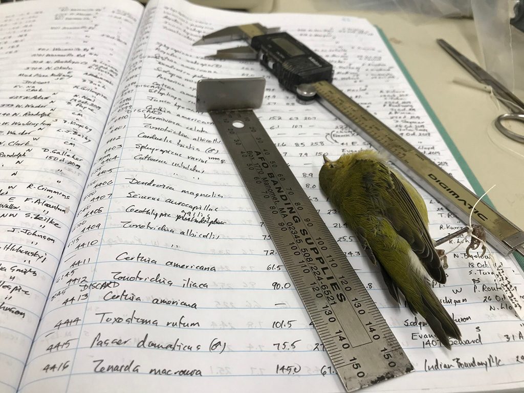 Handwritten ledger in which Field Museum ornithologist and collections manager emeritus David Willard tracks the bird data. Image credit: Field Museum, Kate Golembiewski
